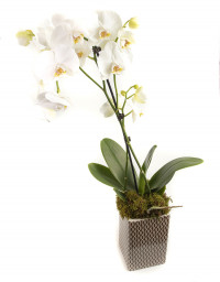 Орхидея Феланопсис / Phalaenopsis/