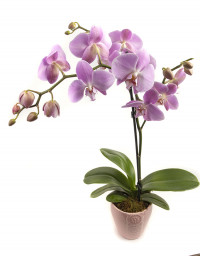Орхидея / Phalaenopsis/