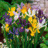 Красотата на Пролетните цветя! 5 Вида препоръчани от нас за вашата градина или тераса!
